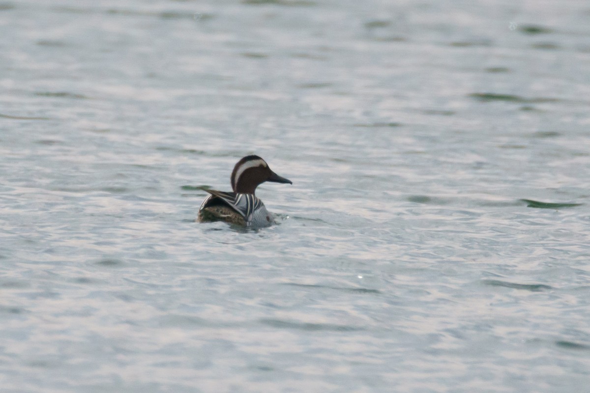 Garganey - ML645714803