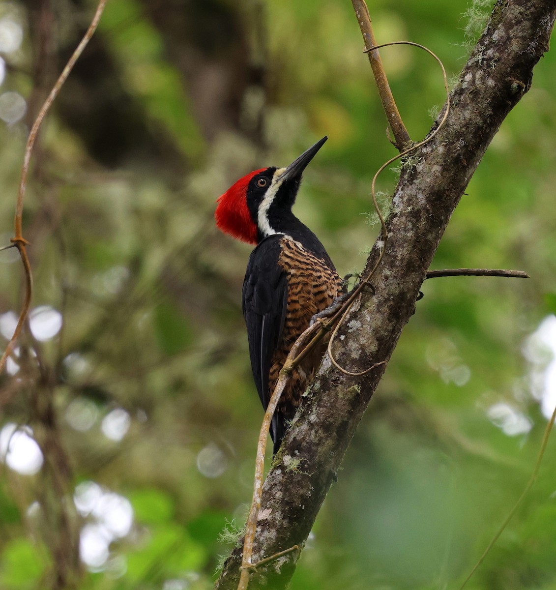 Рыжеполосый дятел - ML645714804