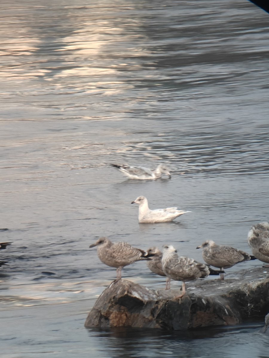 Iceland Gull - ML645714809