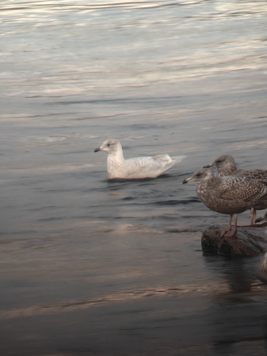 Iceland Gull - ML645714810