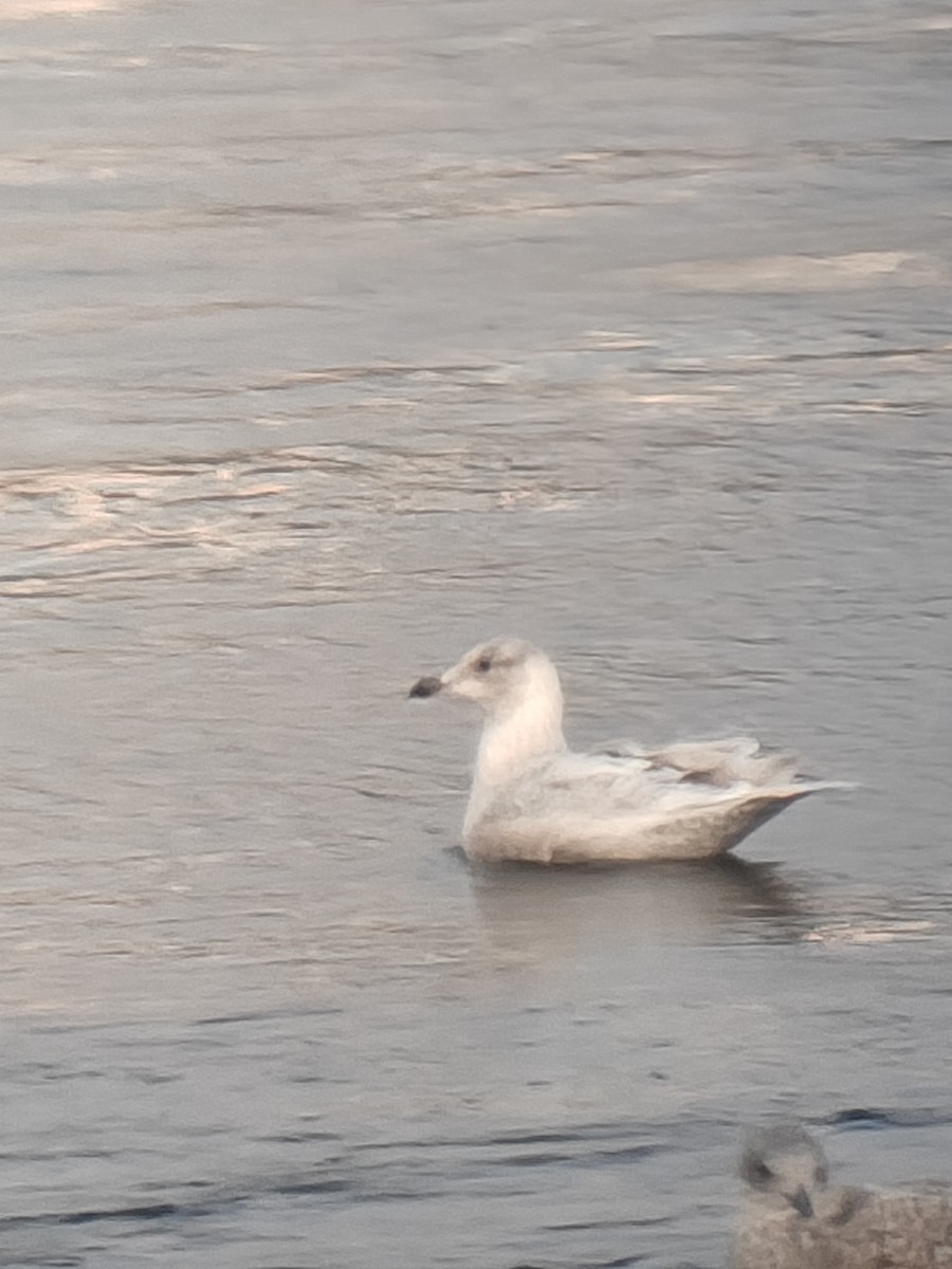 Iceland Gull - ML645714811