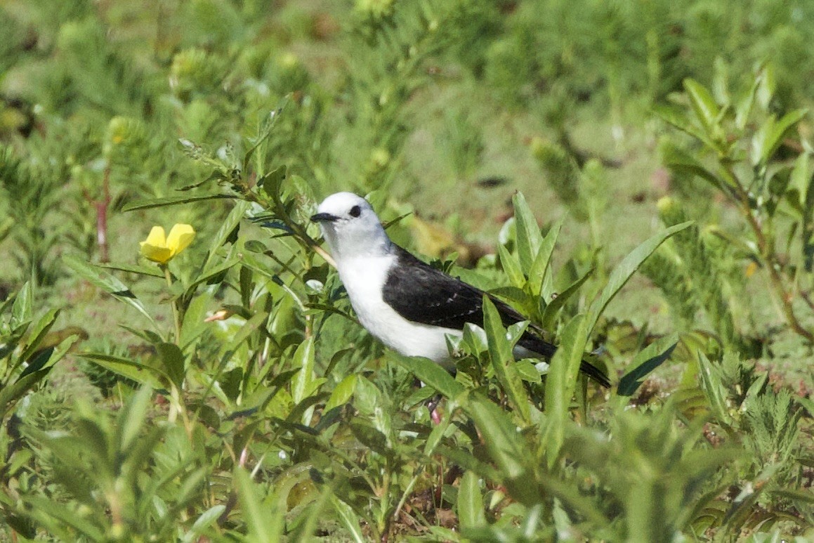 Black-backed Water-Tyrant - ML645714812