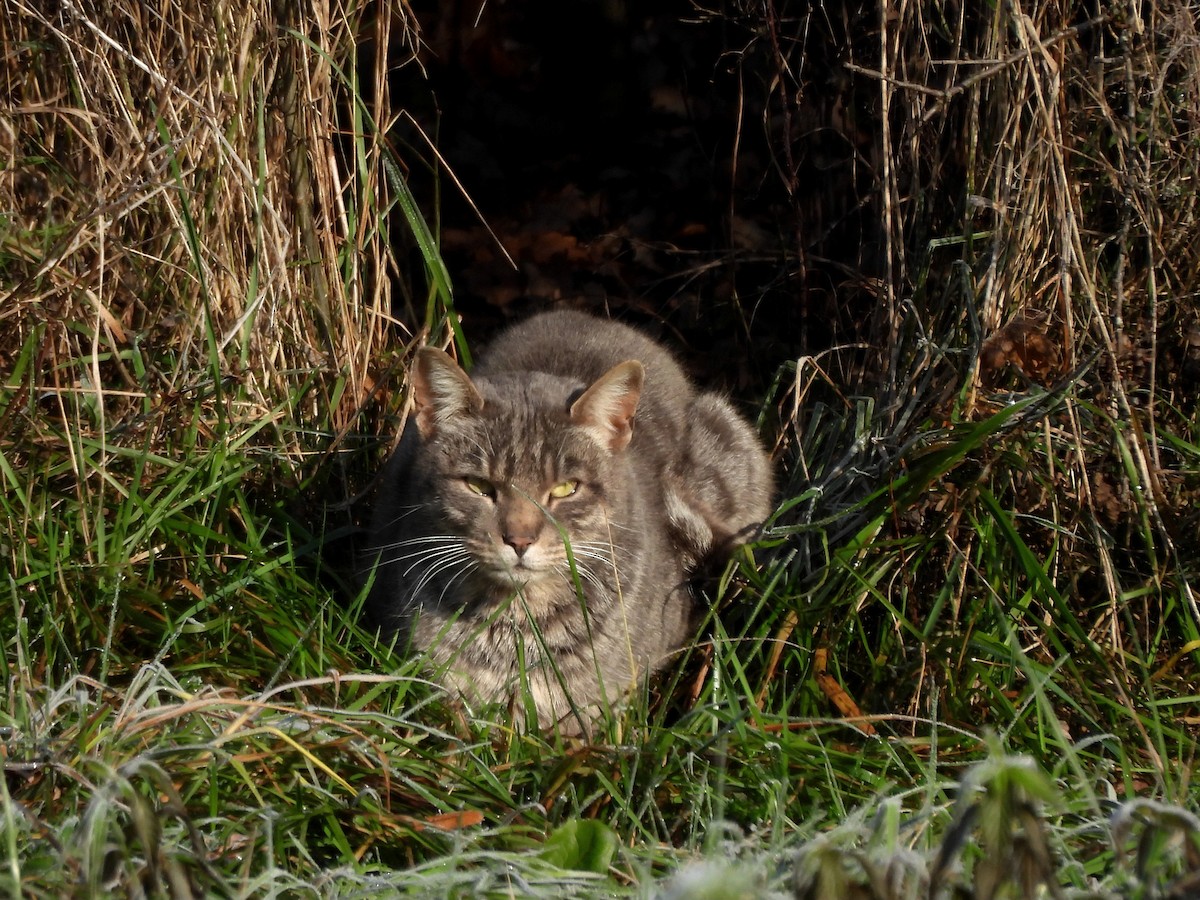 Domestic Cat - ML645714815