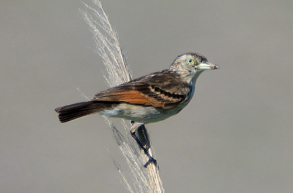 Spectacled Tyrant - ML645714817
