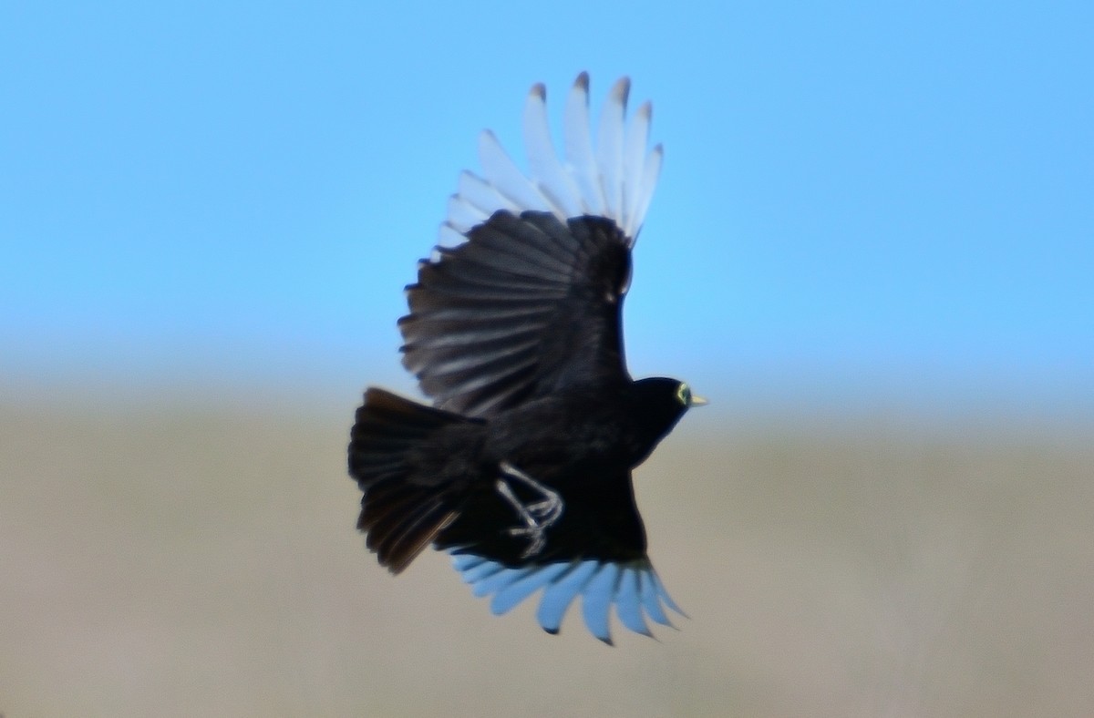 Spectacled Tyrant - ML645714818