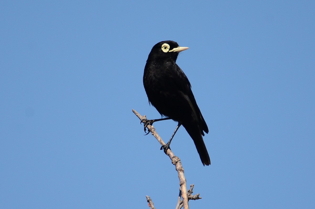 Spectacled Tyrant - ML645714819