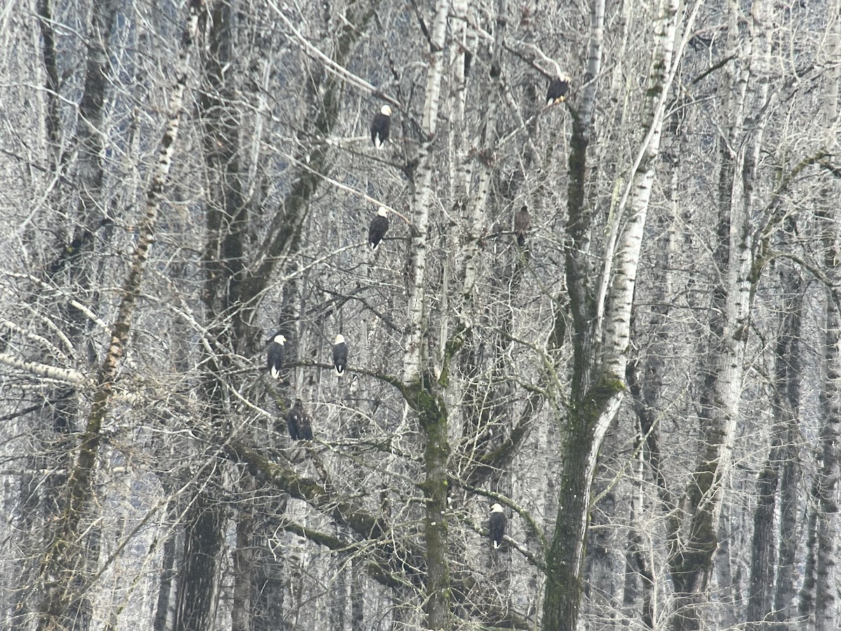 Bald Eagle - ML645714820