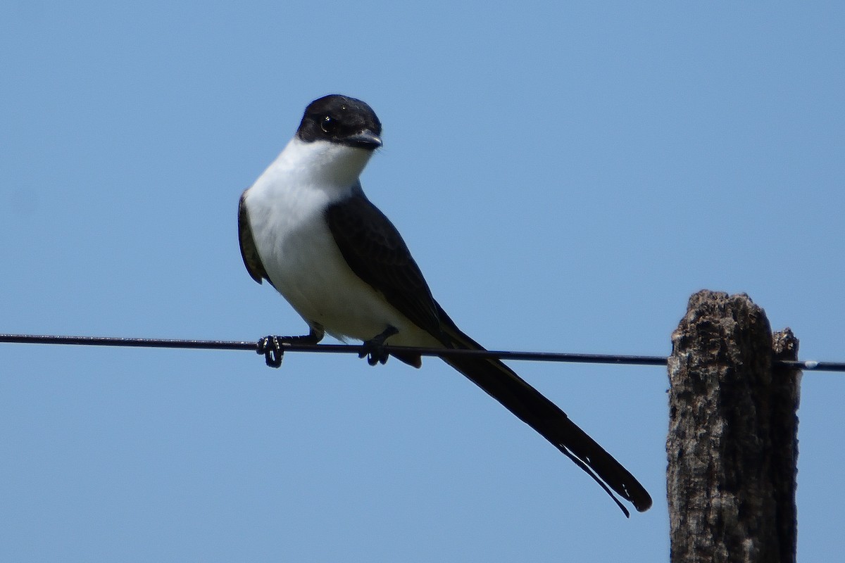 Fork-tailed Flycatcher - ML645714827