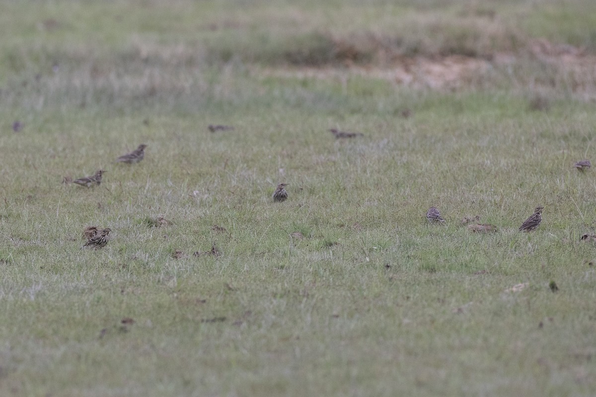 Red-throated Pipit - ML645714836