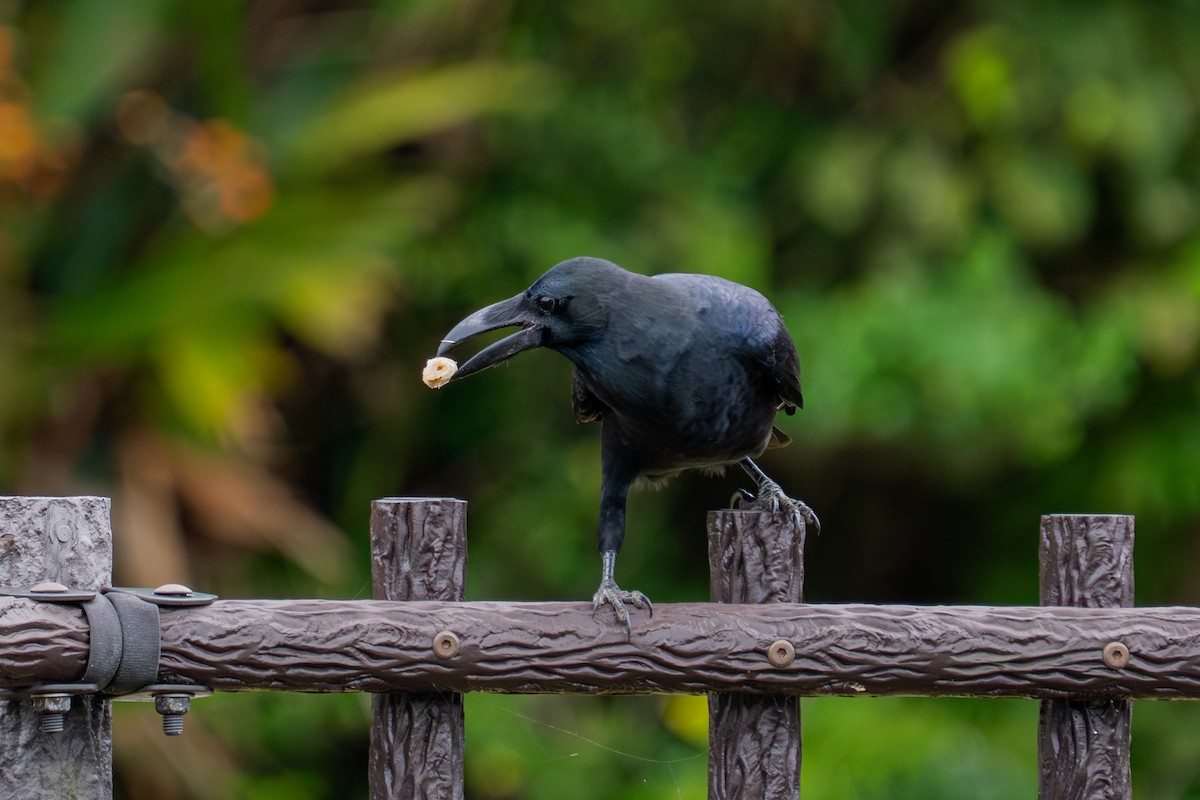 Large-billed Crow - ML645714839