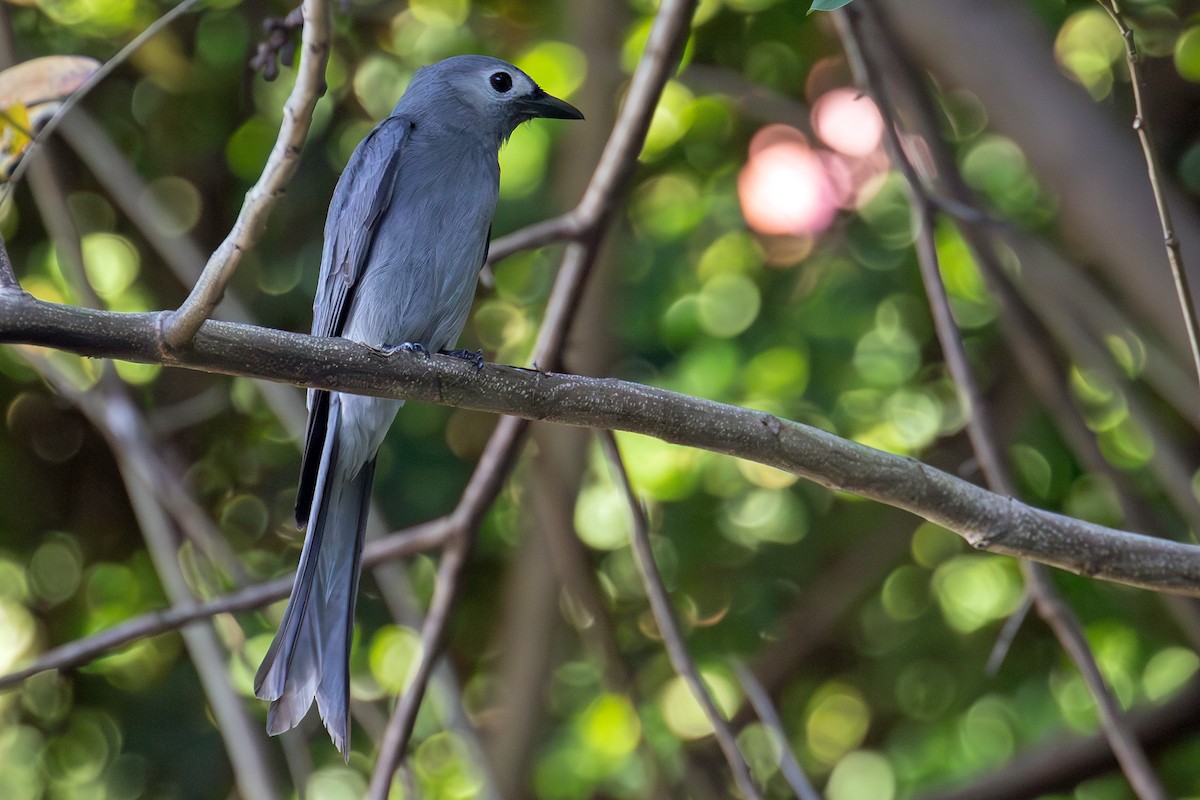 Kül Rengi Drongo (leucogenis) - ML645714841