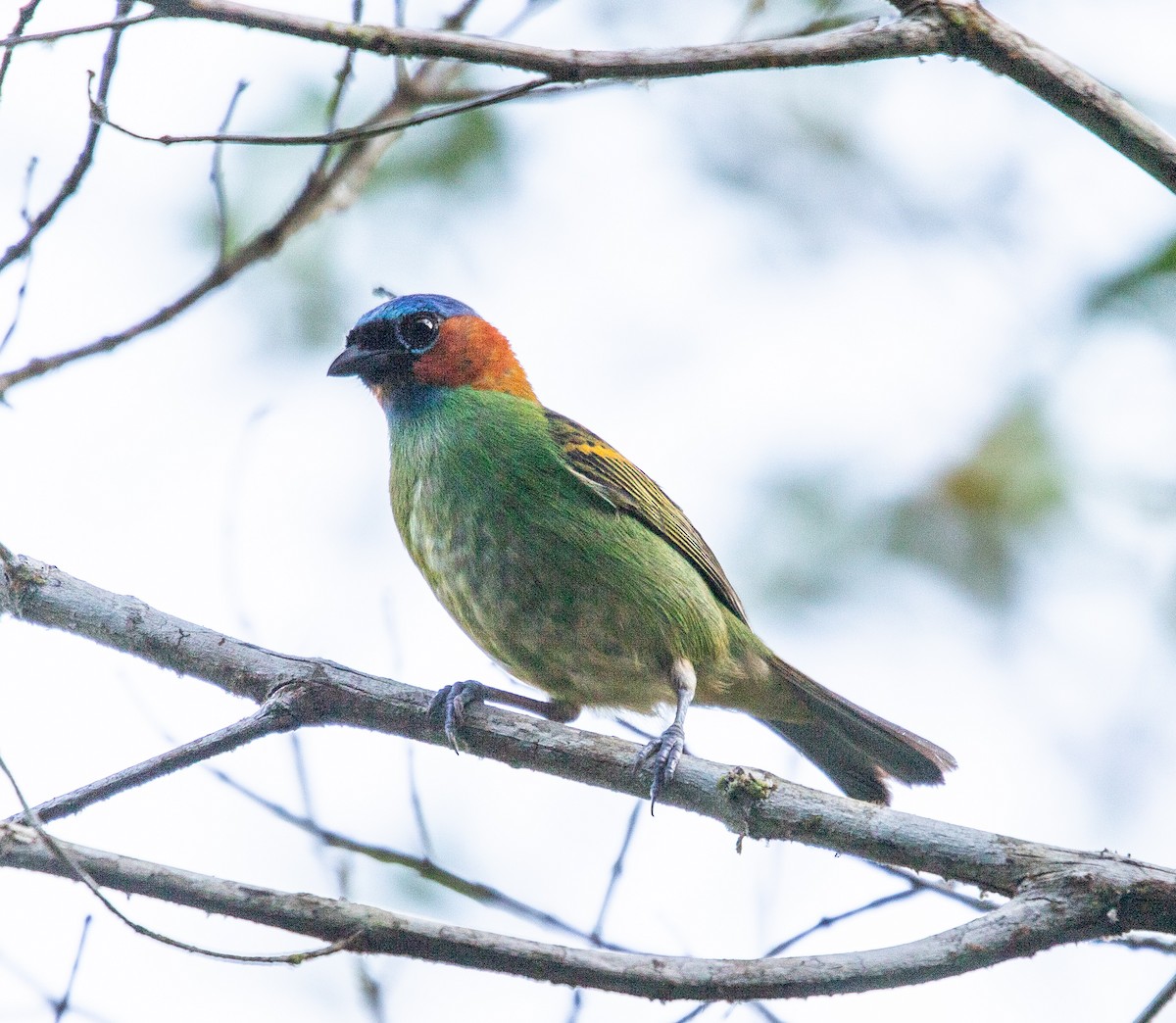 Red-necked Tanager - ML645714846
