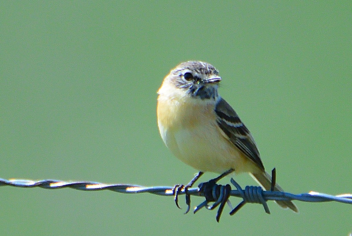 Bearded Tachuri - ML645714847
