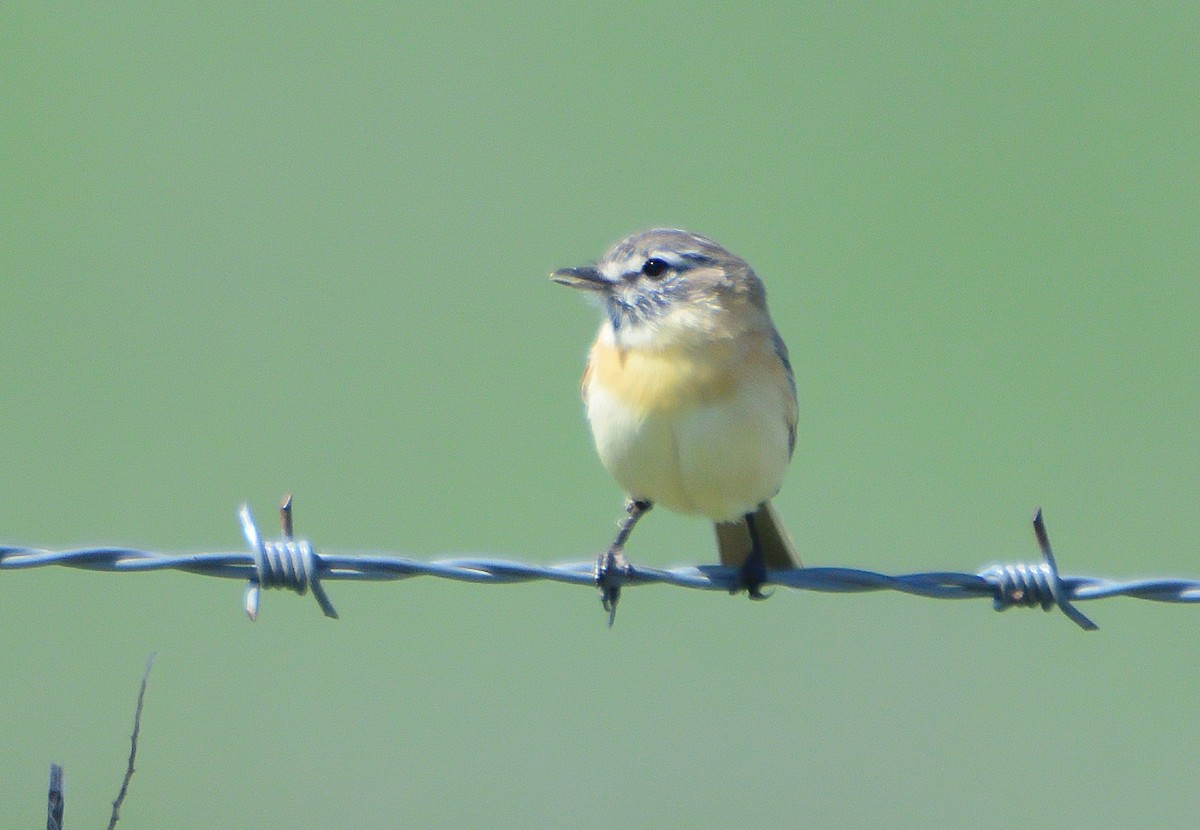 Bearded Tachuri - ML645714848
