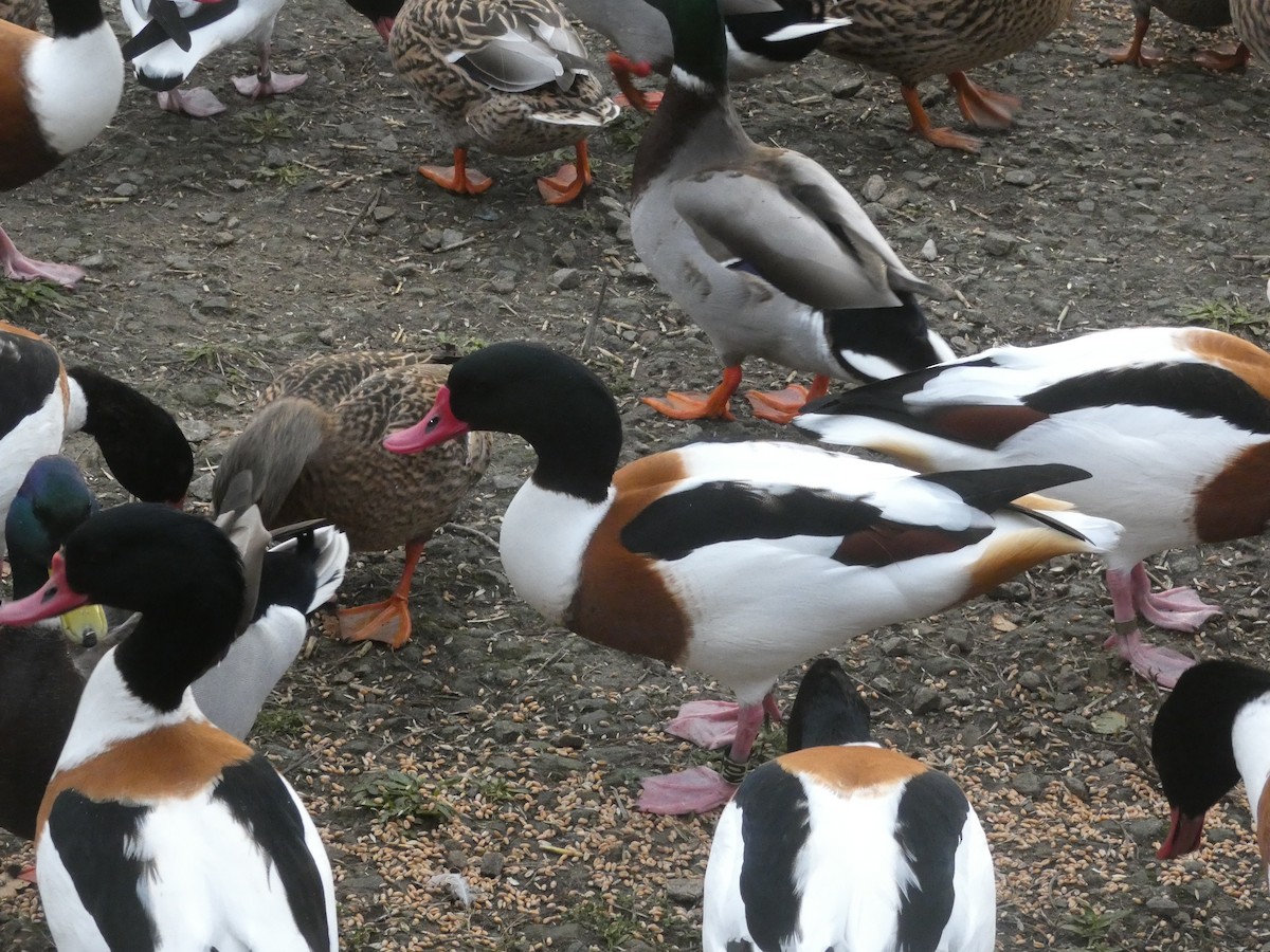 Common Shelduck - ML645714852