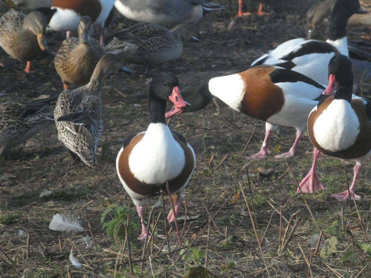 Common Shelduck - ML645714854