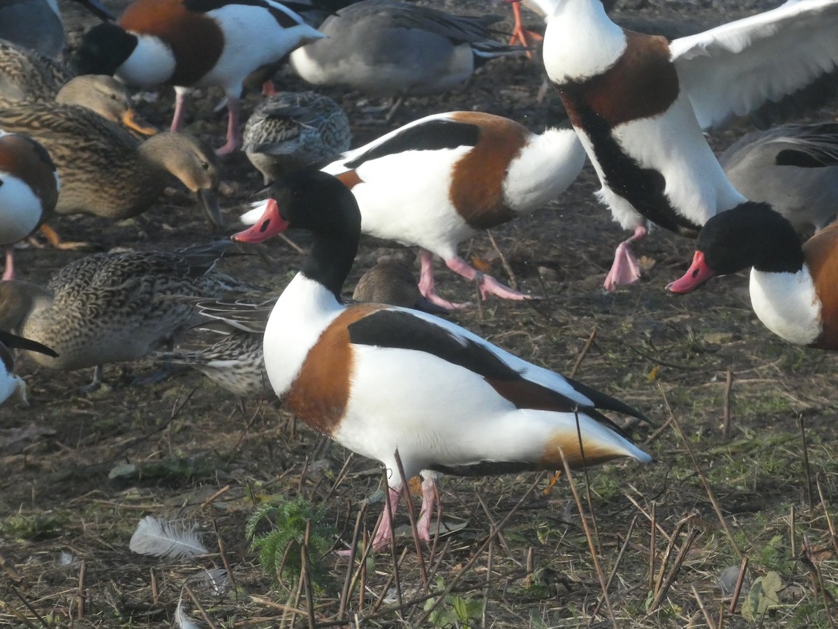 Common Shelduck - ML645714855