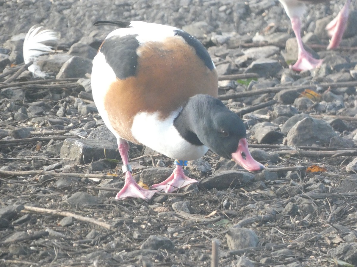 Common Shelduck - ML645714856