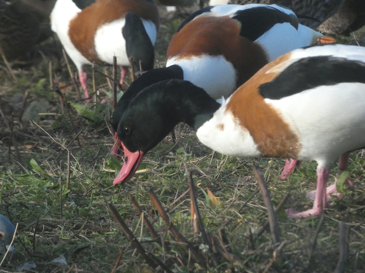 Common Shelduck - ML645714859