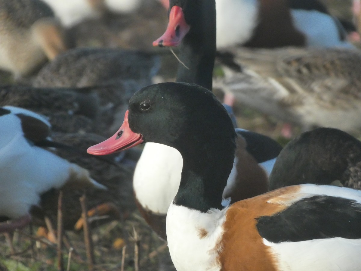 Common Shelduck - ML645714860