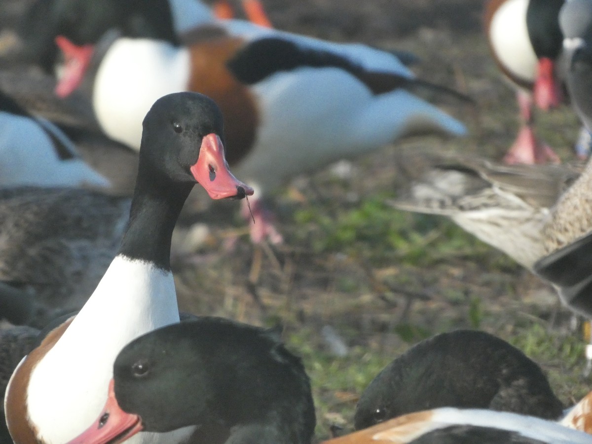 Common Shelduck - ML645714861