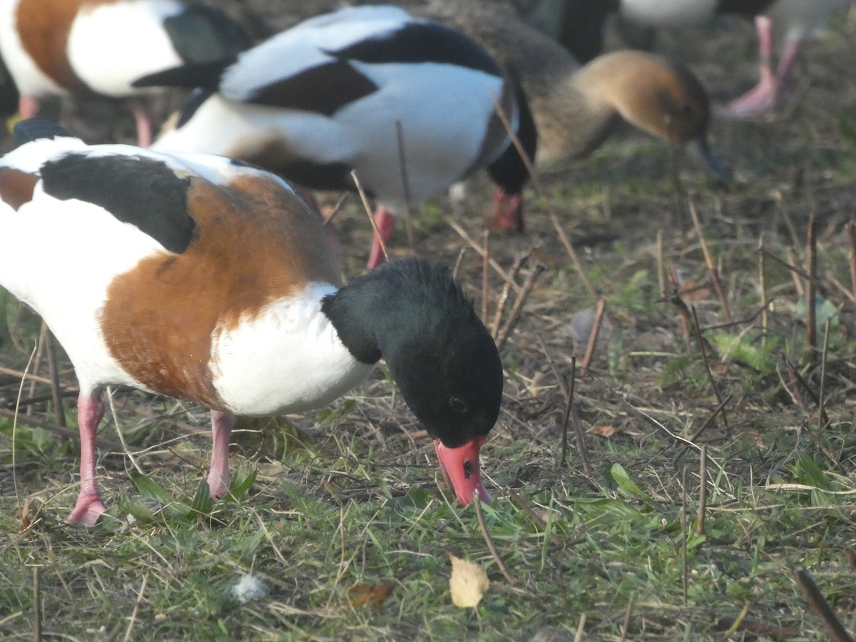 Common Shelduck - ML645714862