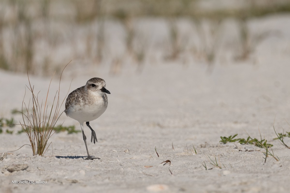 Chorlito Gris - ML645714866
