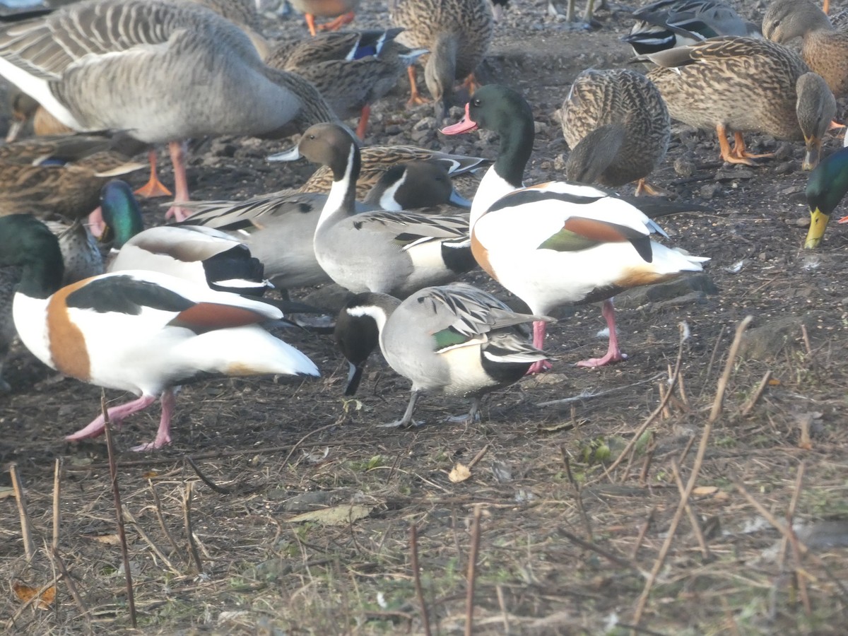 Northern Pintail - ML645714874