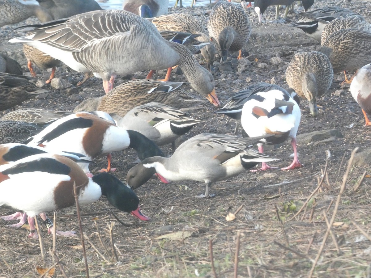 Northern Pintail - ML645714875
