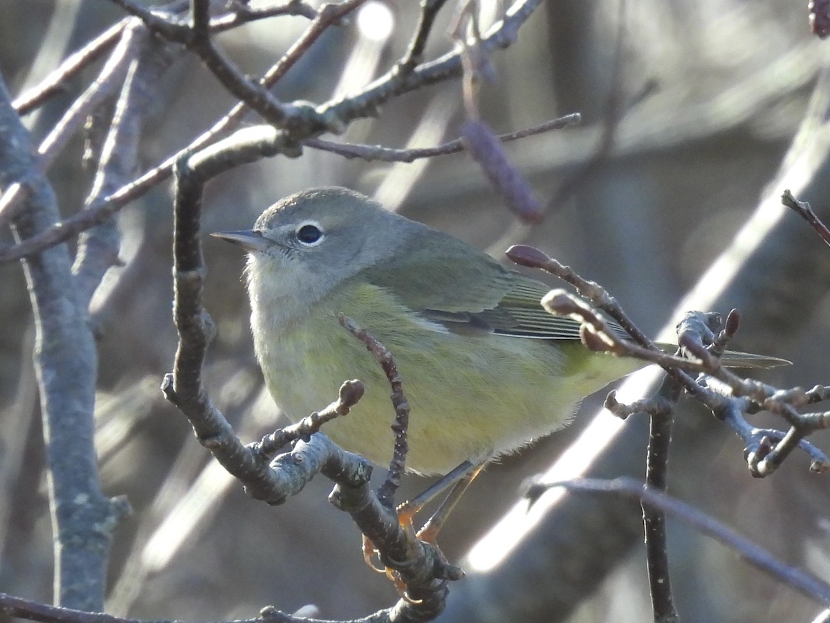 Orange-crowned Warbler - ML645714879