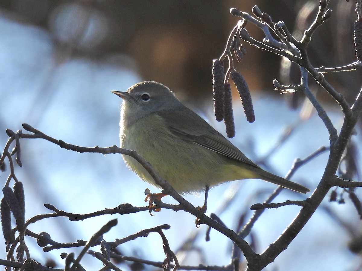 Orange-crowned Warbler - ML645714880