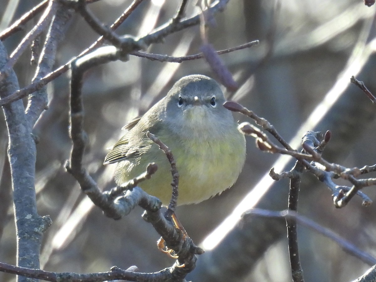 Orange-crowned Warbler - ML645714881
