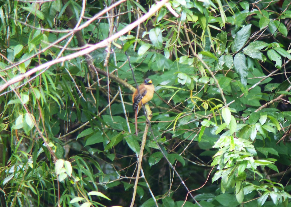 Philippine Trogon - ML645714882