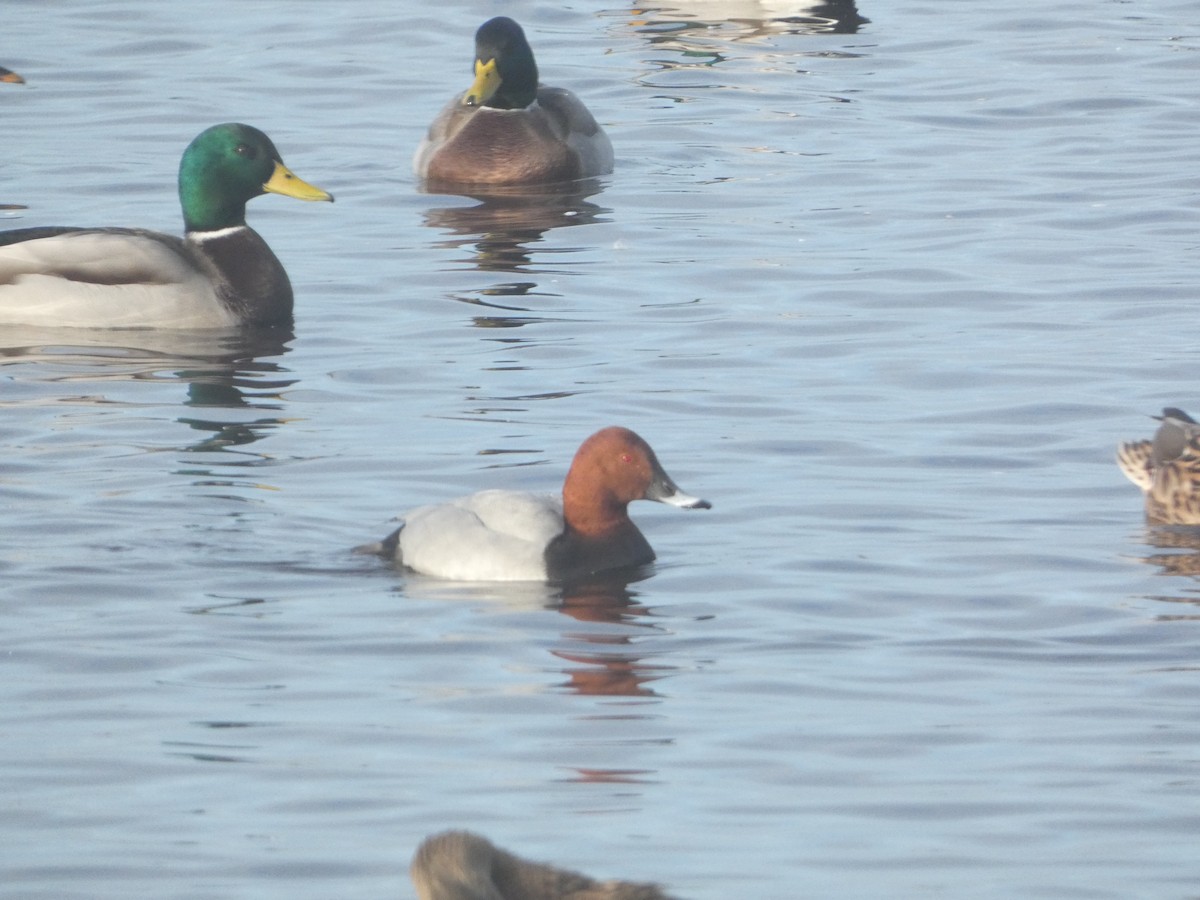 Common Pochard - ML645714883