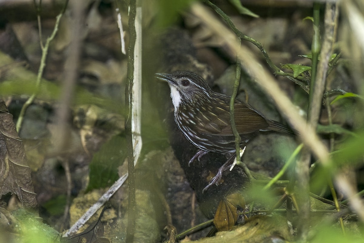Striated Wren-Babbler (minuta/fortichi) - ML645714884