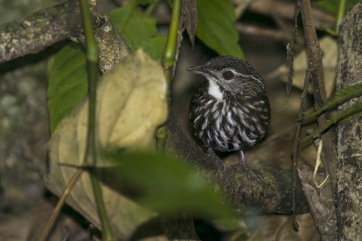 Striated Wren-Babbler (minuta/fortichi) - ML645714891
