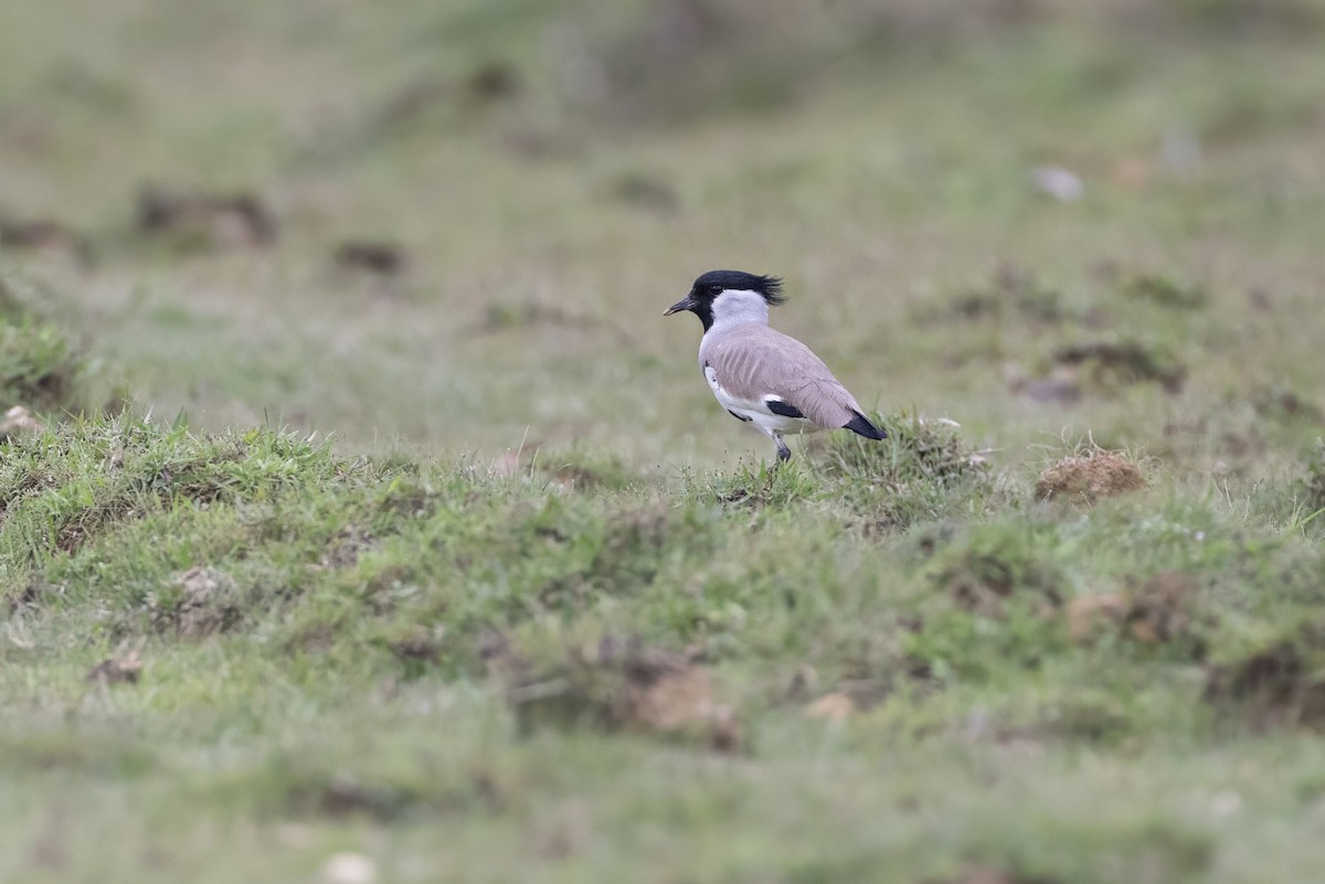 River Lapwing - ML645714893