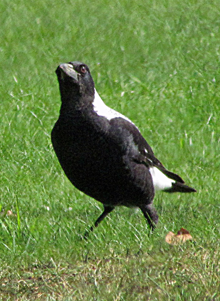 flétňák australský - ML645714896