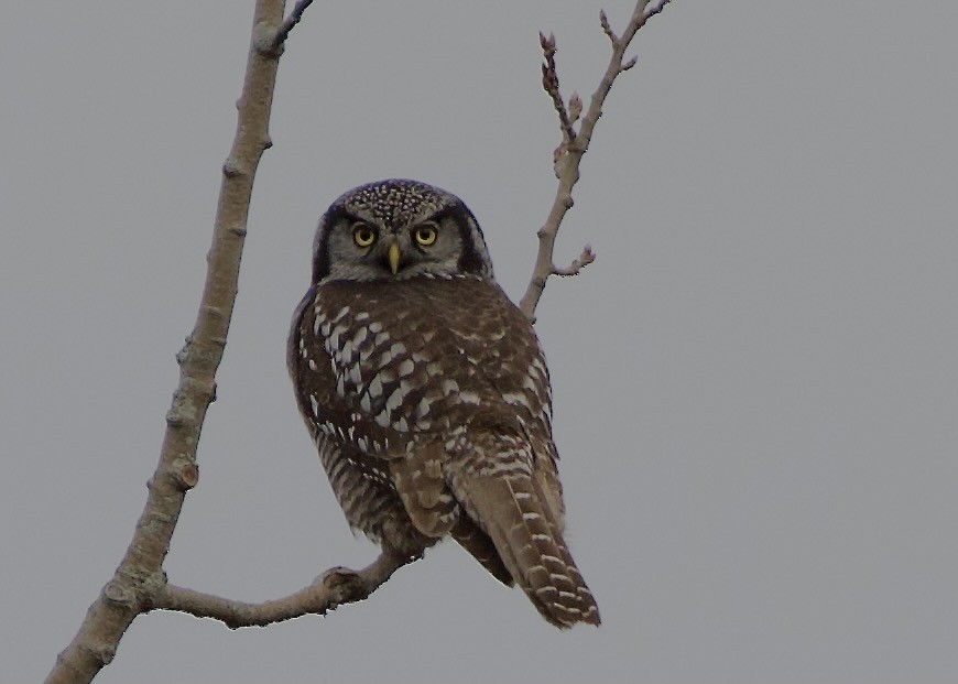 Northern Hawk Owl - ML645714900