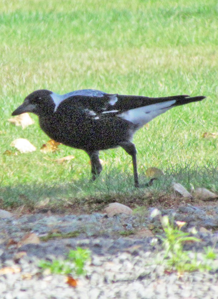 flétňák australský - ML645714902