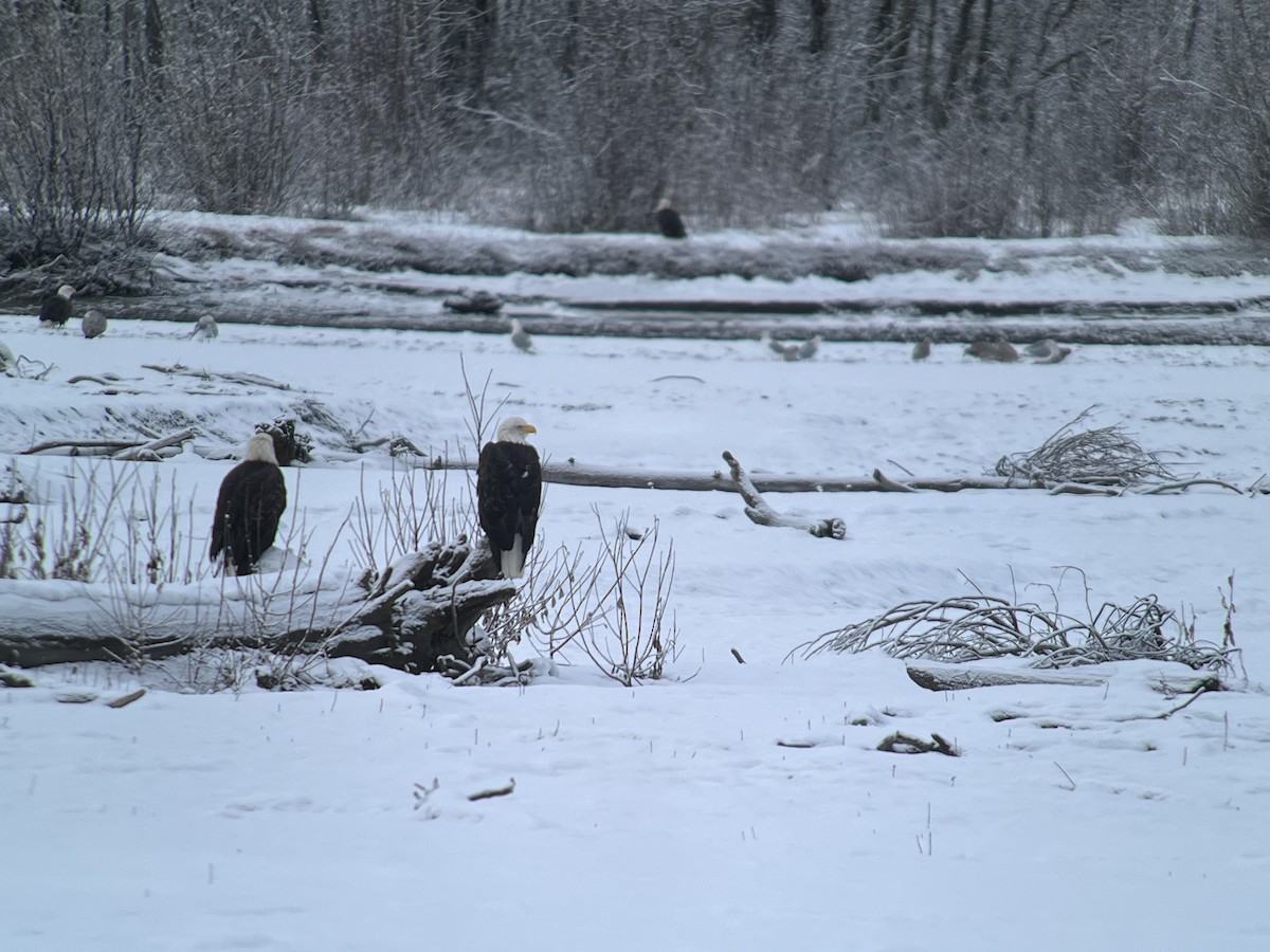 Bald Eagle - ML645714903