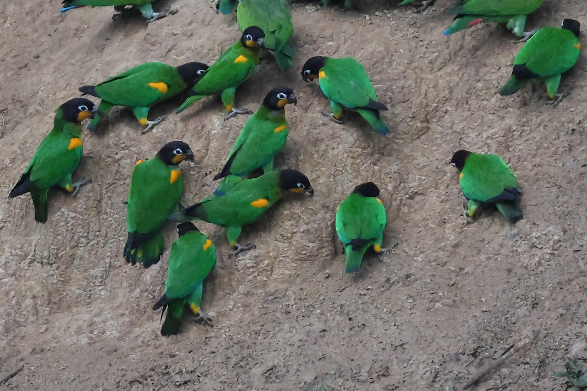 Orange-cheeked Parrot - ML645714909