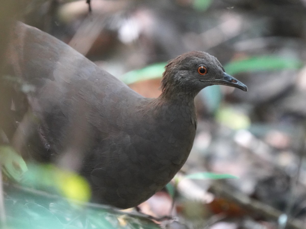 Karaca Tinamu - ML645714913