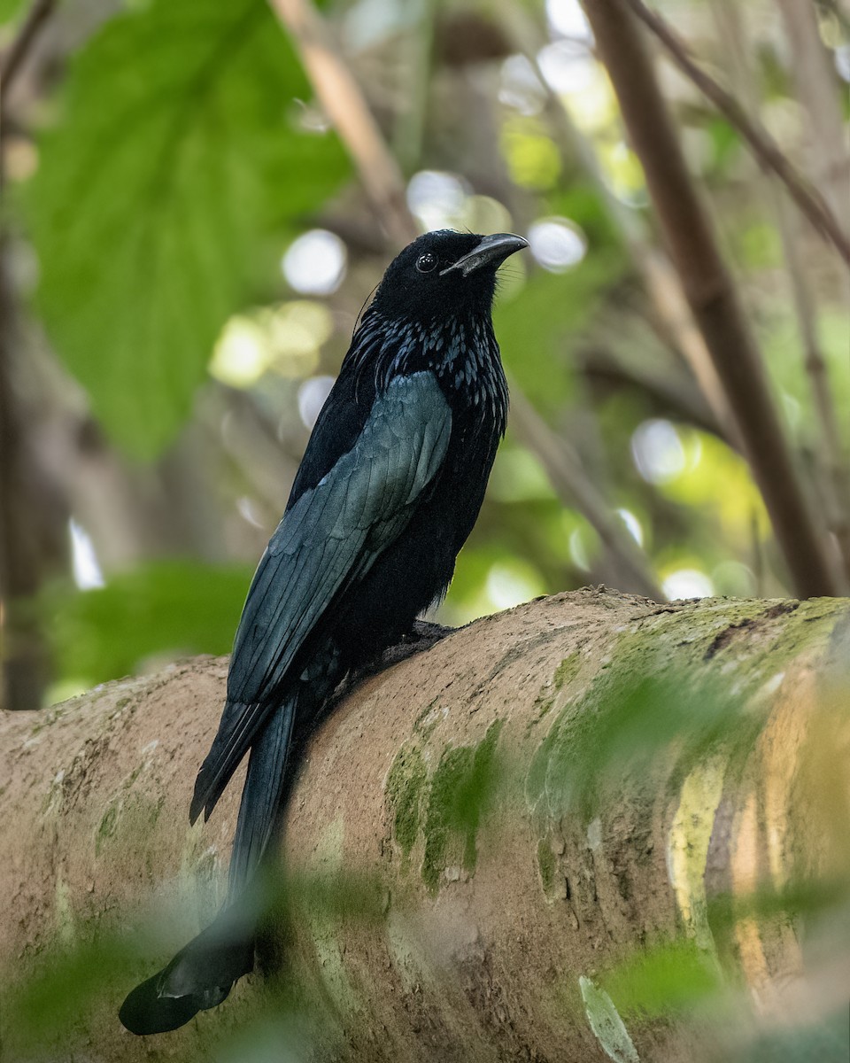 Hair-crested Drongo - ML645714915