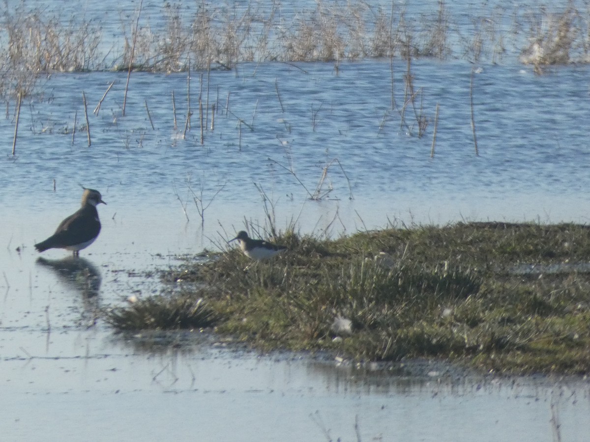 Green Sandpiper - ML645714921