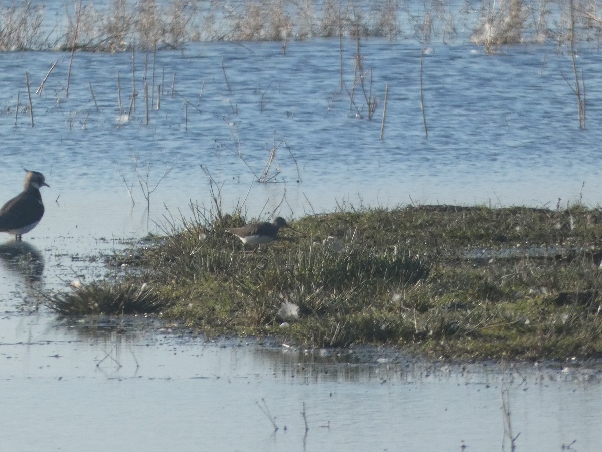 Green Sandpiper - ML645714922