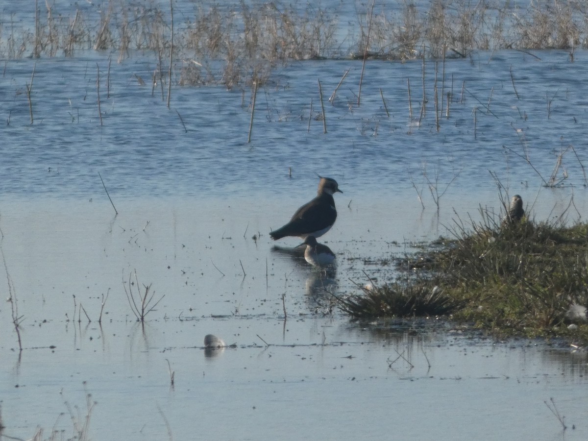 Green Sandpiper - ML645714923