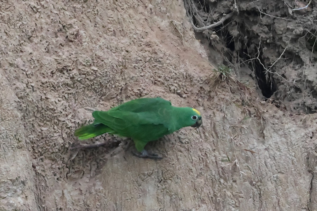 Yellow-crowned Amazon - ML645714925