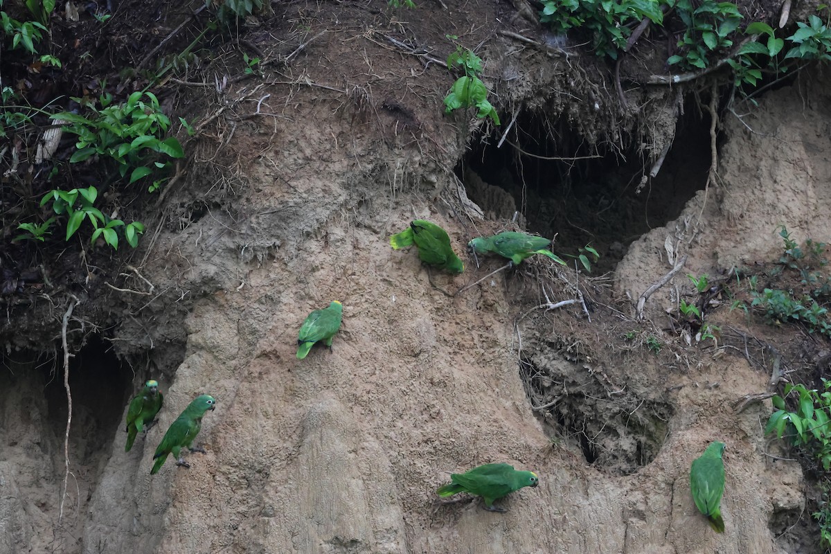 Yellow-crowned Amazon - ML645714926