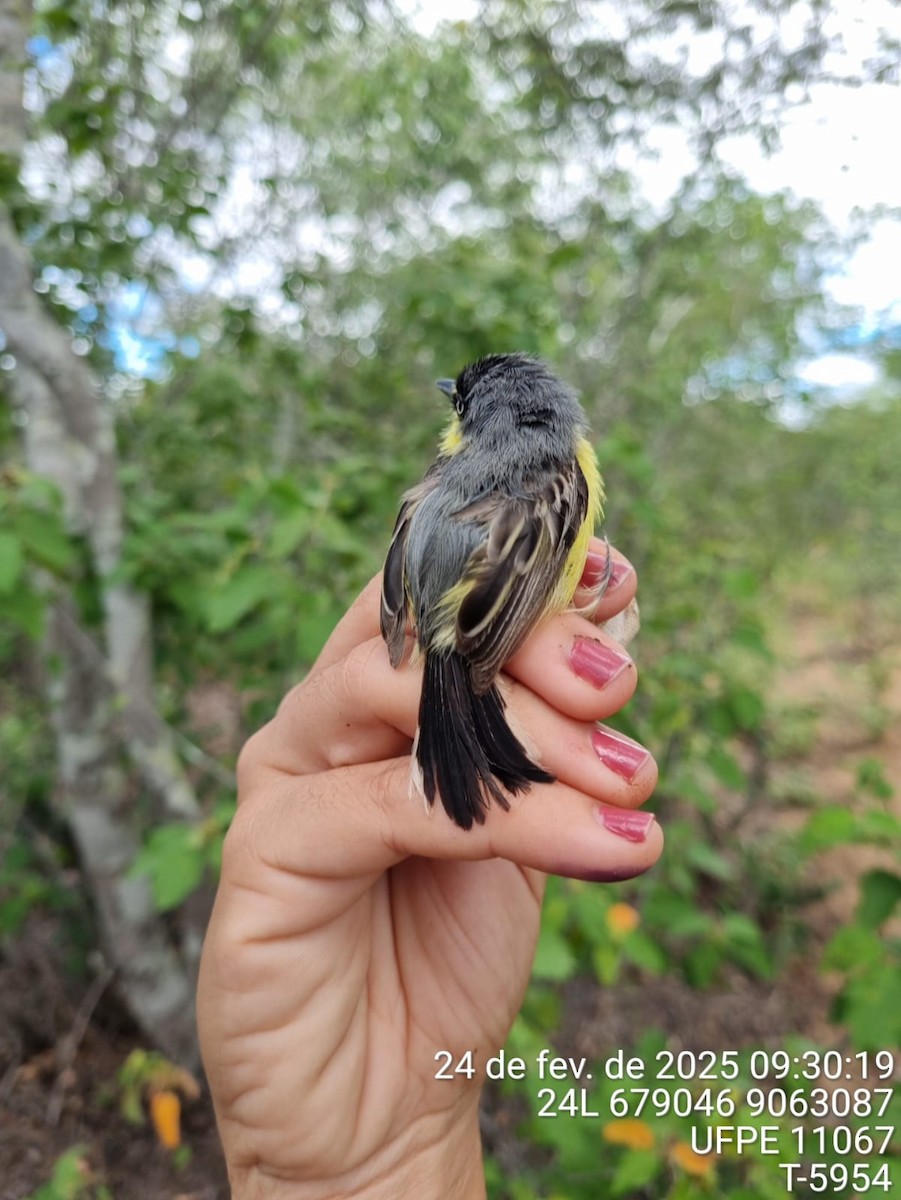 Common Tody-Flycatcher - ML645714929